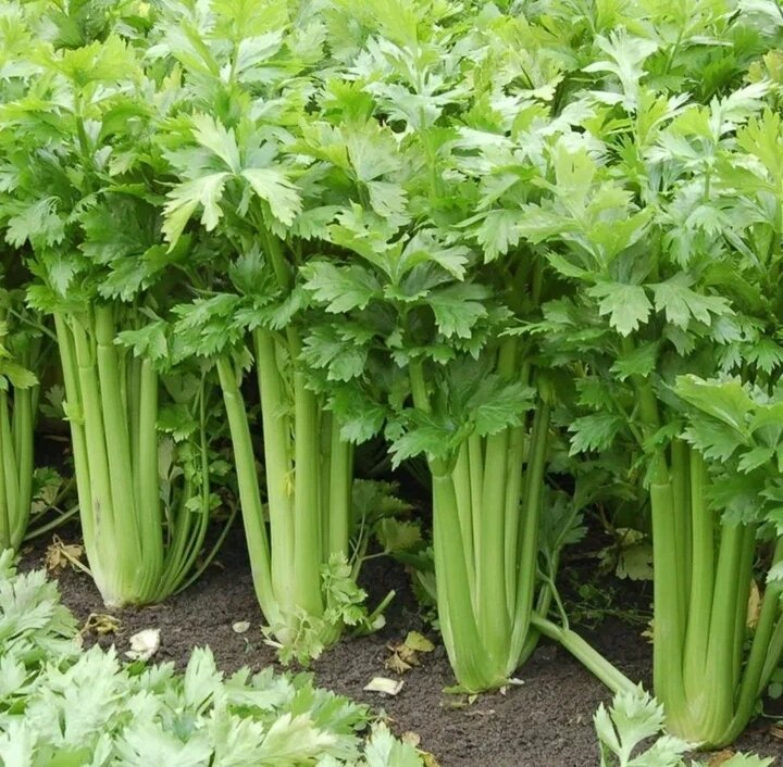 Сельдерей корневой и черешковый. Какой бывает сельдерей. Сельдерей посадка на рассаду. Семена. Сельдерей черешковый посев на рассаду.