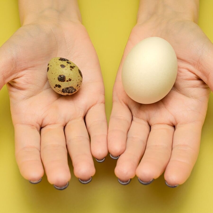 Перепелка высиживает яйца. Вес одного перепелиного яйца. 1 куриное яйцо перепелиных. Куриные и перепелиные яйца. Куриные и перепелиные яйца.