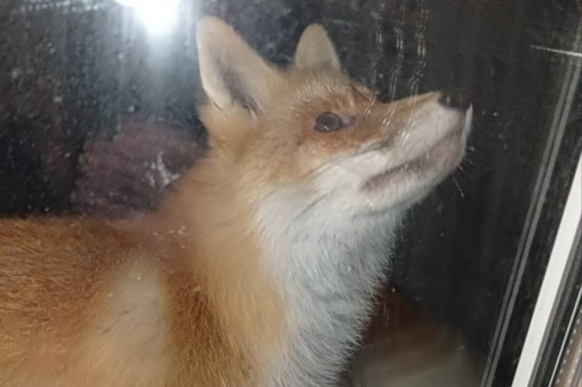    В деревне Прикамья лиса пять ночей подряд подходила за пищей к дому людей