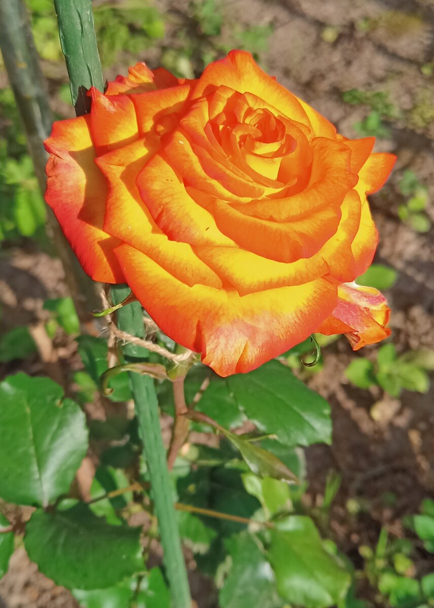 Любимые супругой розы.