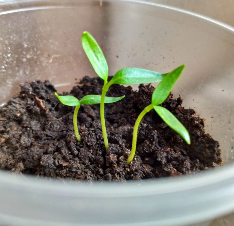 Посев перца на рассаду в торфяные таблетки. Подготовка семян перца. Как замочить перец перед посадкой на рассаду. Как замочить перец перед посадкой на рассаду. Обработка семян перед посевом на рассаду.