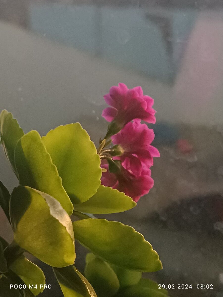 мой цветочек - Каланхоэ Блоссфельда