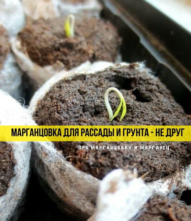 Марганцовка для рассады: невеселая правда и 3 факта от агрономов ...