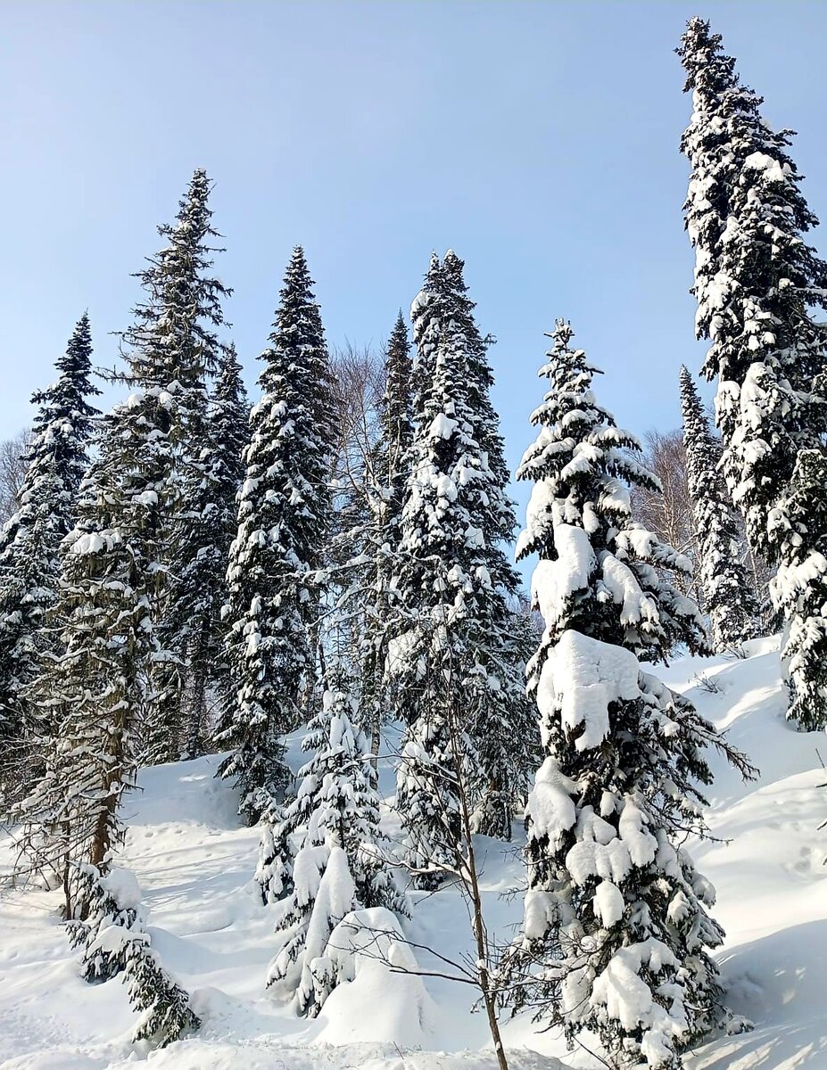 Склоны в заснеженных пихтах.
