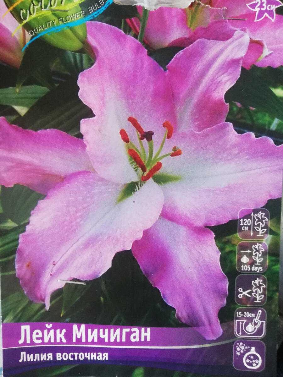 Одна из купленных восточных лилий