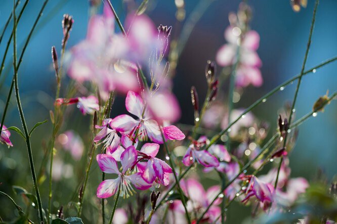 Гаура (Gaura)
Семейство: Кипрейные (Onagraceae)
Цветы в форме бабочек, качающиеся на ветру, придадут яркий и легкий цвет вашему саду. Гаура – одно из самых простых растений для выращивания. Она гарантирует обильное и продолжительное цветение, привнося элегантность и легкость. Имеет прочное корневище.
☀️ Лучше всего сажать на полном солнце, но выдерживает и полутень.
🪨 Предпочитает хорошо дренированный, водопроницаемый, умеренно плодородный грунт. Посадка в открытый грунт, когда пройдут последние заморозки, весной. Лучше группами по 3-5 штук. 
💦 Поливать в случае продолжительной засухи или сильной жары. 
🛢️ Удобрения и подкормки не нужны. При посадке добавьте в грунт немного компоста.

✂️ Обрезайте стебли, выходящие слишком далеко наружу и отцветшие соцветия. Это способствует появлению новых цветов. 
🥶 Поздней осенью накройте растение мешковиной или агроволокном, иначе оно может не пережить холодов.
😷 Основная проблема – загнивание корней из-за застоя влаги. Иных болезней нет.
🐛 Устойчива к вредителям. Иногда на молодые побеги может нападать тля.
🌱 Размножение черенкованием, делением кустов, посевом семян.
🪴 Подходит для посадки в горшок/кашпо. Нужно выбрать достаточно широкую и глубокую емкость, на дно положить гравий, чтобы вода не застаивалась. Подкармливать препаратом для цветущих растений 2 раза в месяц.
