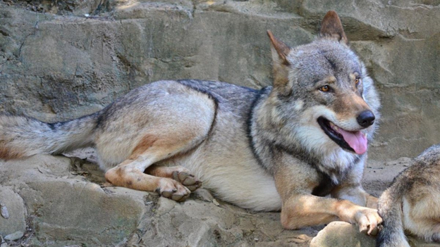 Wolf gray wildlife free image download