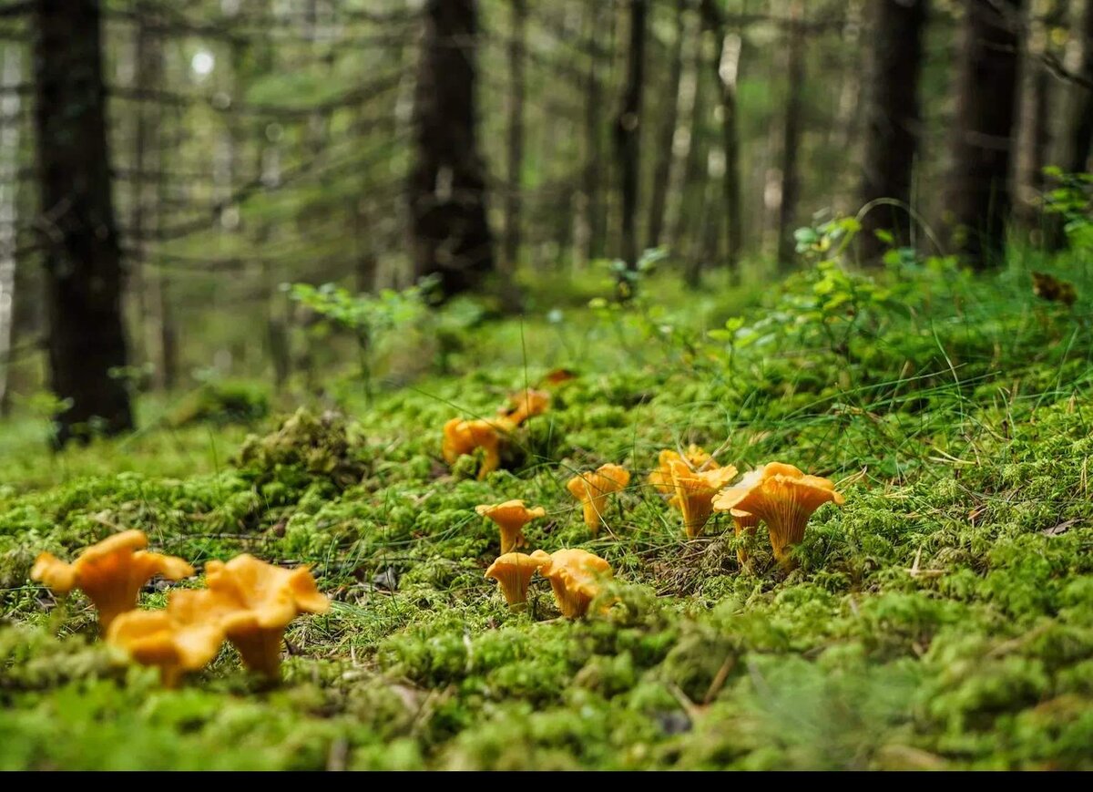 Safe Mushrooms Cause Most Poisoning Cases Stuffed mushrooms, Edible wild mushroo