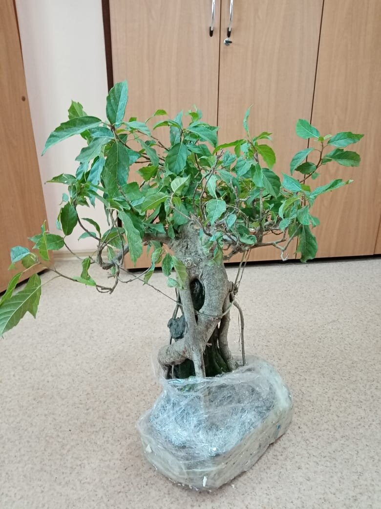    Ввоз дерева бонсай - нарушение фитосанитарных ограничений. Фото: Сибирское таможенное управление