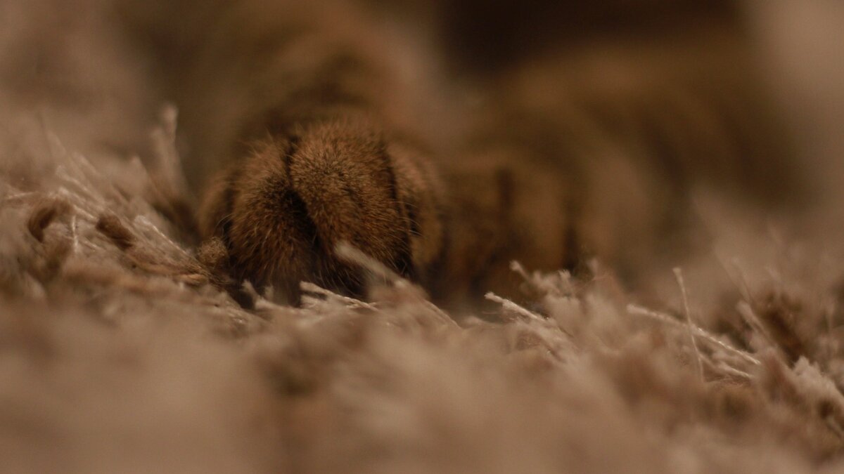     Вчерашнее видео с глумлением над котиком в Уссурийске получило широкий общественный резонанс. По горячим следам полицейские нашли «мучителя» животного — малолетнего живодера привлекли к ответственности вместе с родителями.