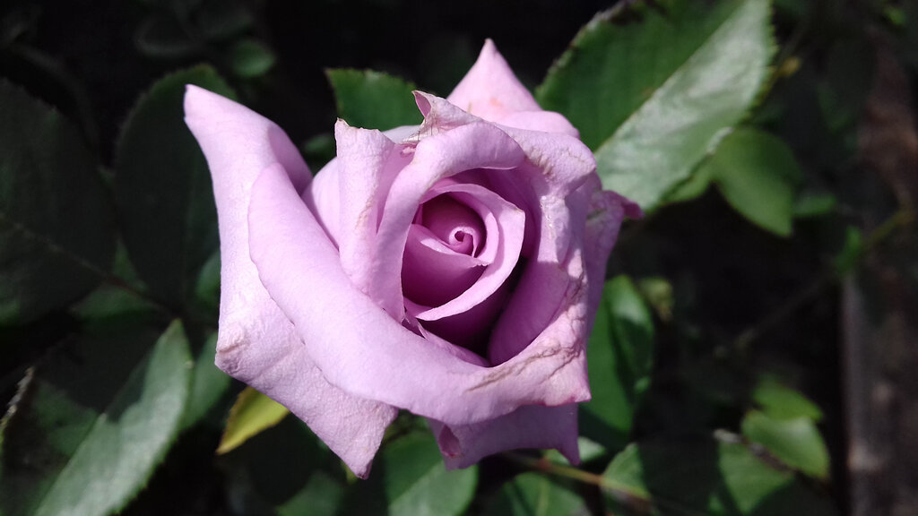 Indigoletta,Van de Laak,1981,Клаймберы (фото автора)