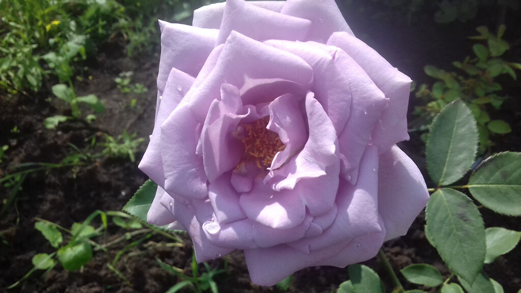 Indigoletta,Van de Laak,1981,Клаймберы (фото автора)