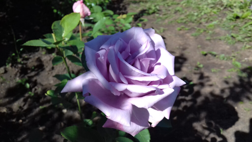 Indigoletta,Van de Laak,1981,Клаймберы - форма цветка как у чайно-гибридных роз (фото автора)