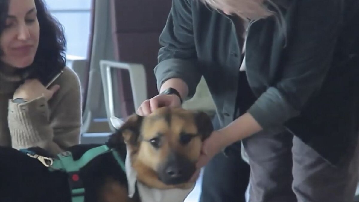 пес 6 пассажир