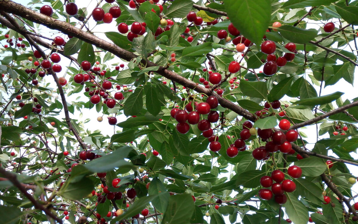 фото из интернета