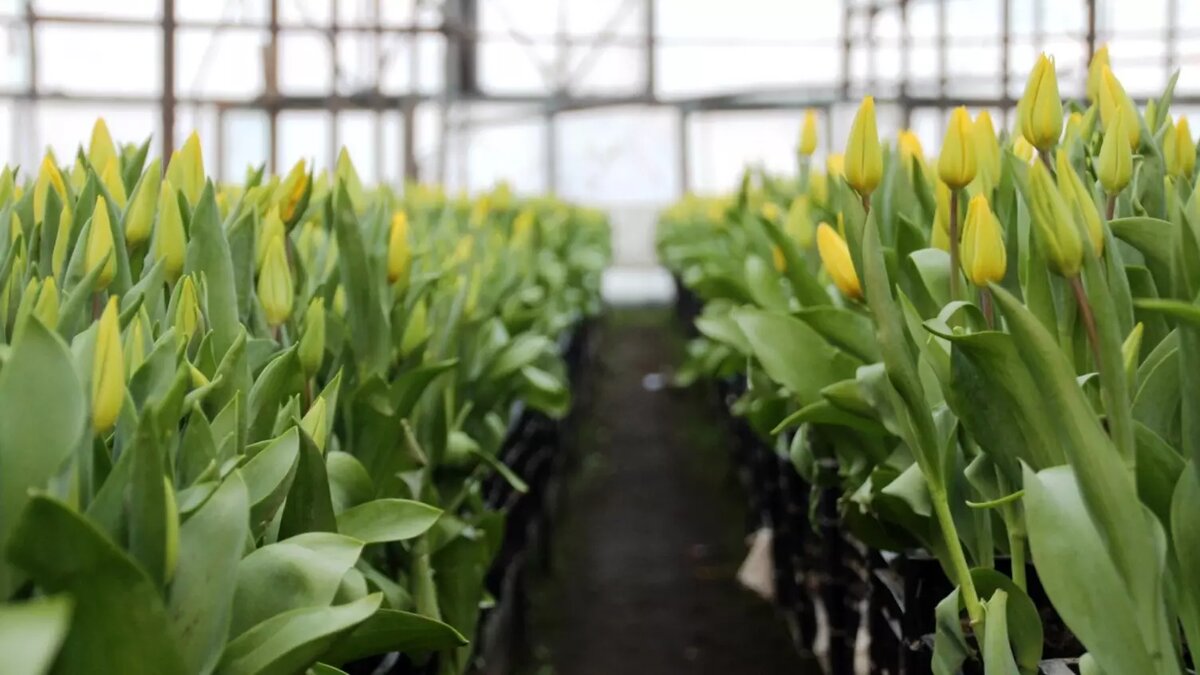     Казанский «Горводзеленхоз» построит новое тепличное хозяйство и базу механизации на месте действующей на улице Даурская. Накануне в ходе заседания городской Думы подняли вопрос о переводе в зону общественно-производственных объектов три участка на шесть гектар.