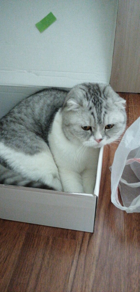 Безумно любит коробочки и пакеты😊