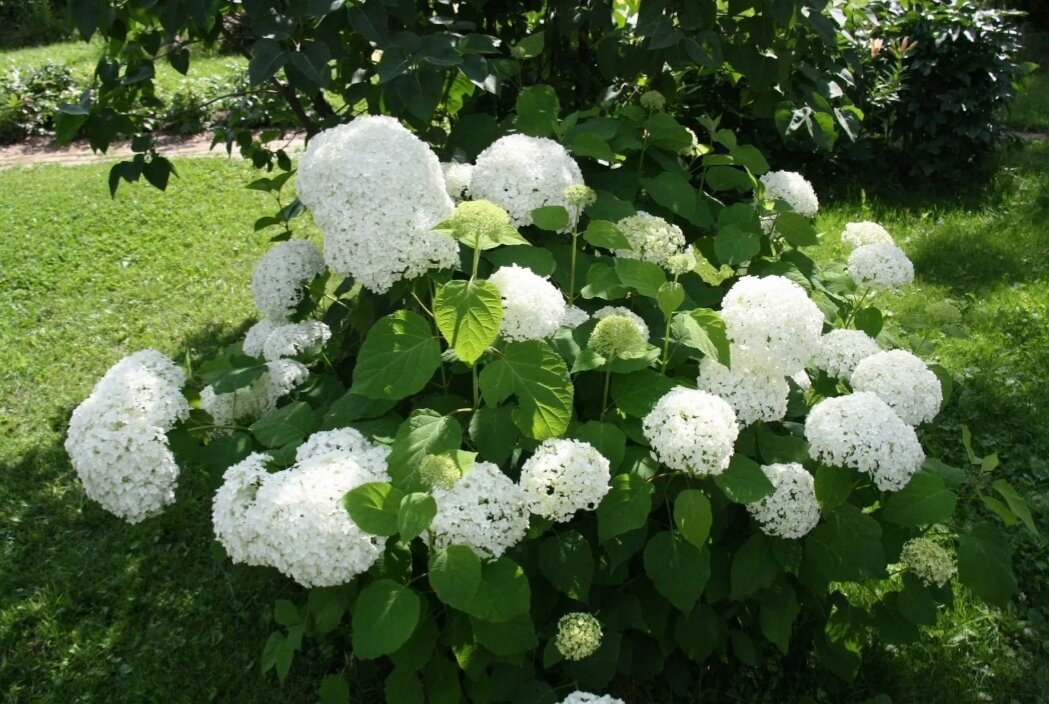 Древовидная гортензия