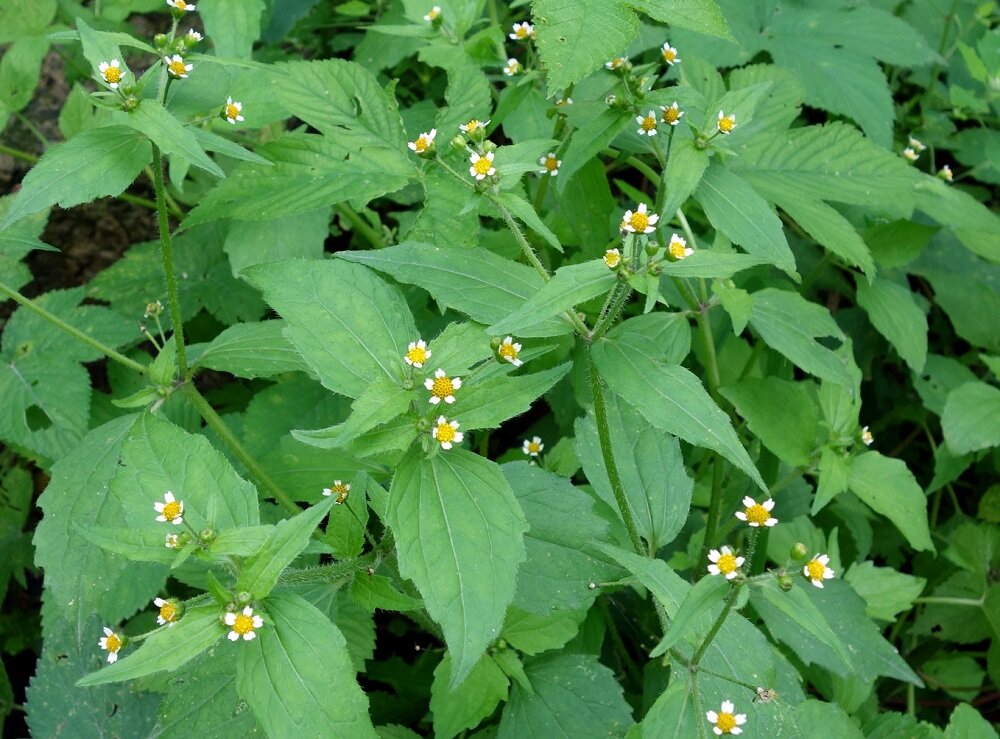 Galinsoga parviflora. Фото из открытых источников. 