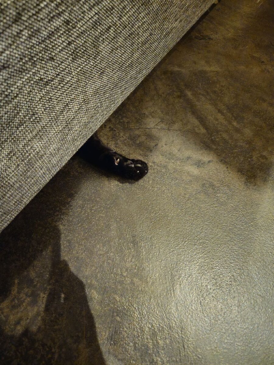 Лапка Шамана