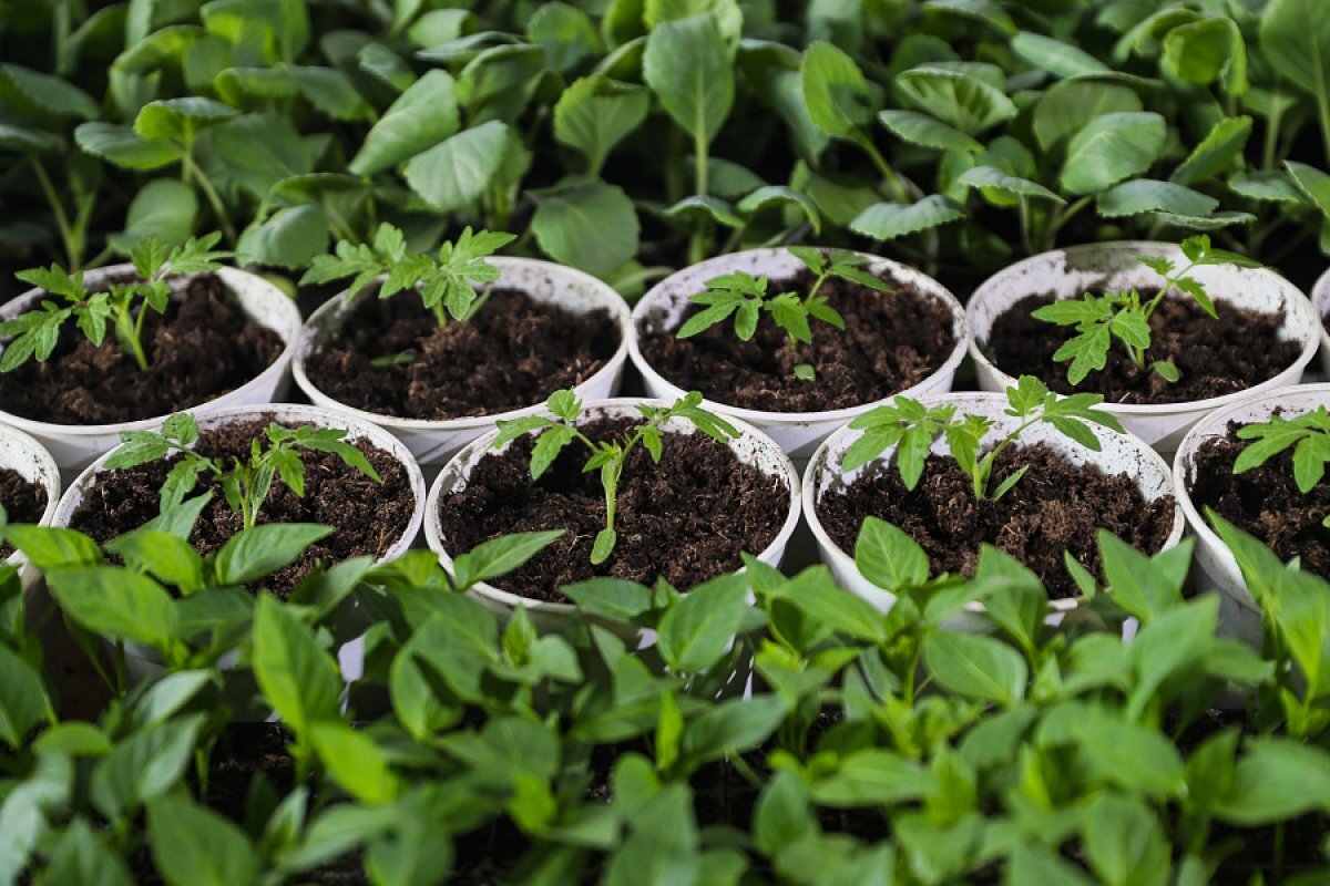    В Волгоградской области готовятся к высадке ранних овощных культур