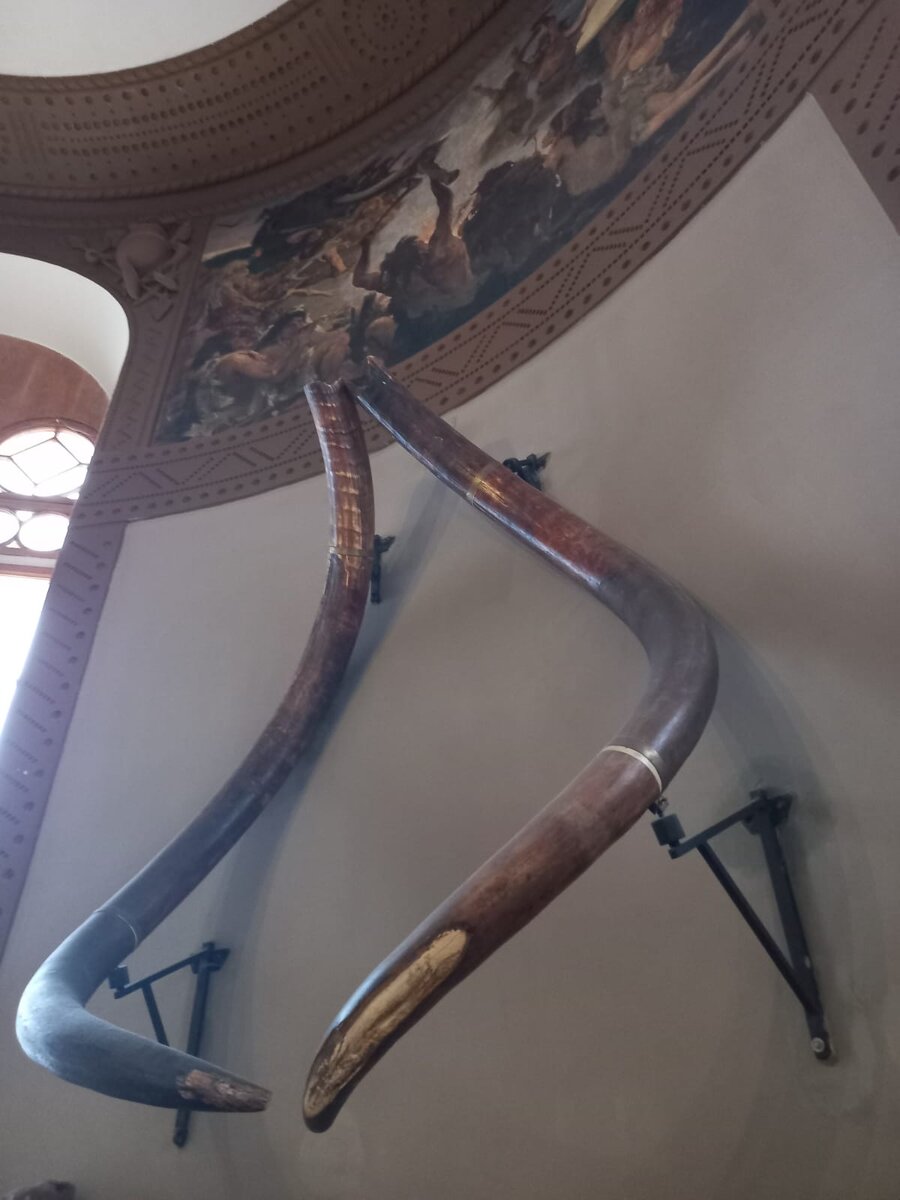 Бивни мамонта.Фото автора.