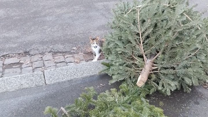 Фото "Царьград"