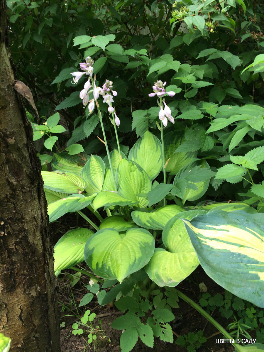 Молодая хоста Иннисвуд в приствольном круге яблони в момент начала изменения окраски