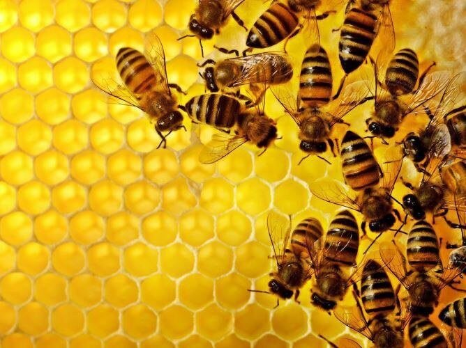  Мы часто не обращаем внимания на окружающий нас мир. У нас настолько разнообразная фауна и флора, что пропускается столько интересного. Пчелы – самые трудолюбивые насекомые в мире.
