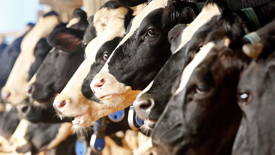     Победители районного соревнования за увеличение производства продукции животноводства