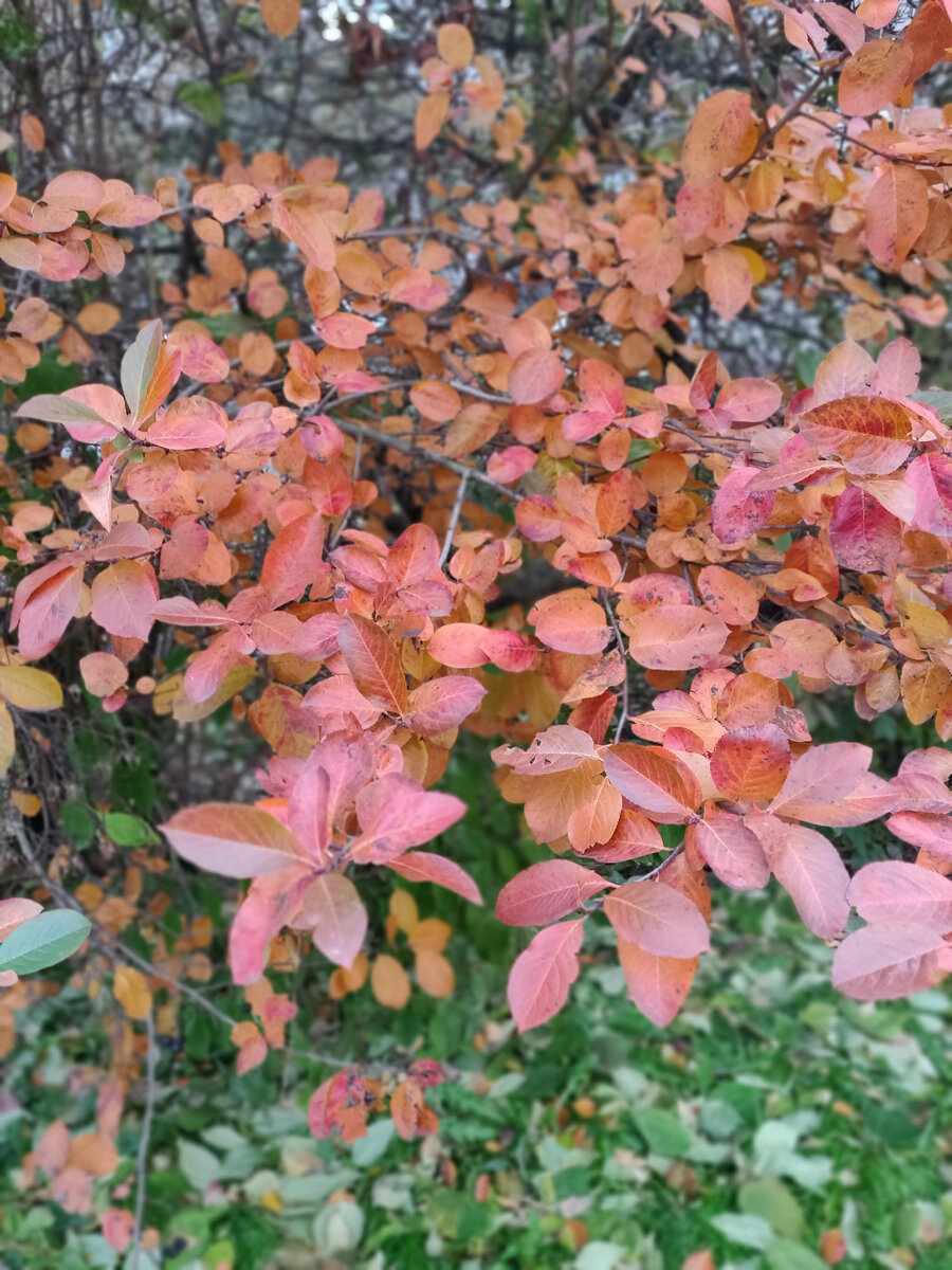 Фото автора. Давнее, но вроде такого ещё не выставляла