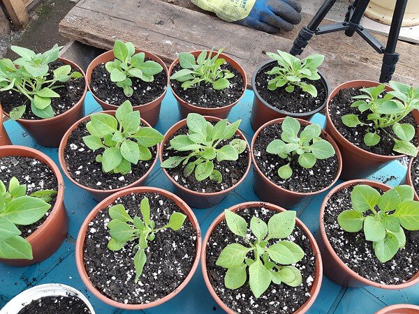 посевной календарь на 2022 для огородников лунный. посевной календарь на 2022 для огородников лунный. лунный календарь на 2021 год садовода и огородника. лунный календарь посадок на 2024г. март 2024 календарь.