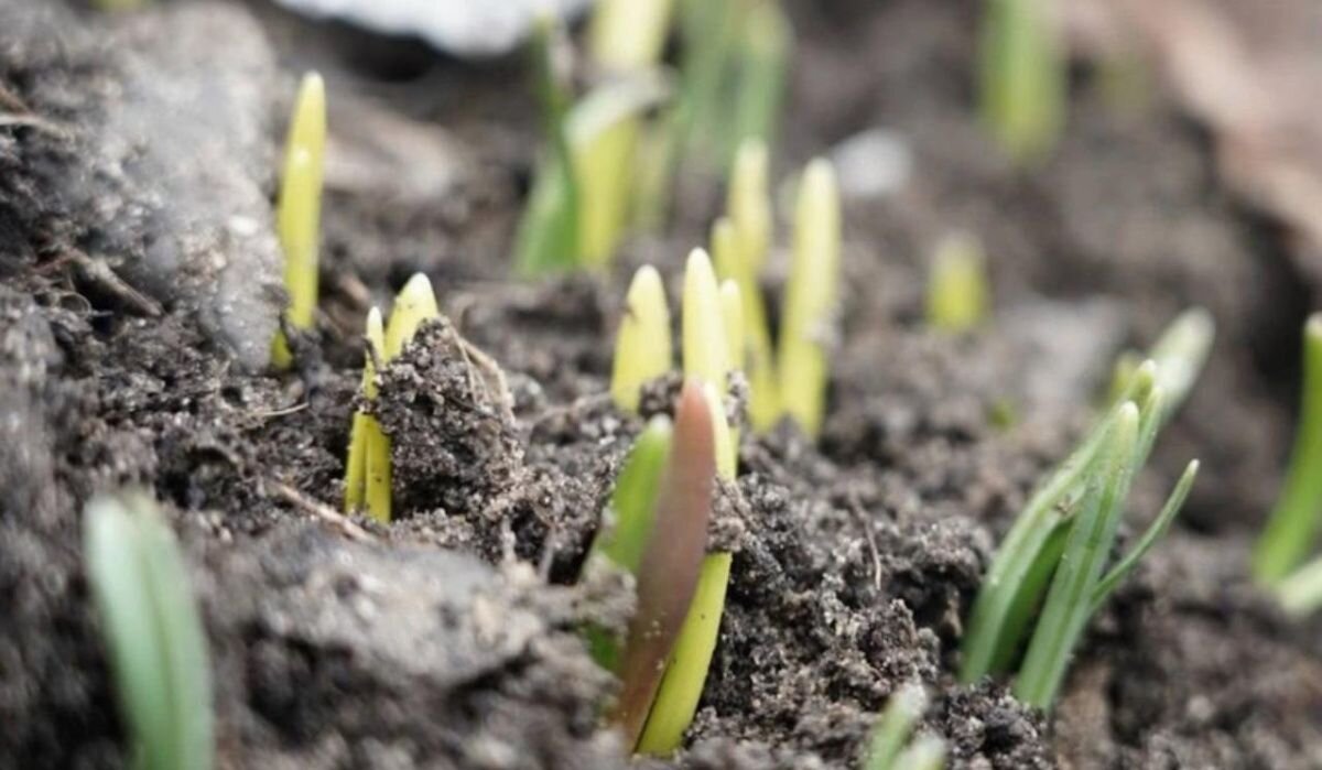     Подснежники. Источник: msk.kp.ru Автор фото: Пресс-служба Московского зоопарка