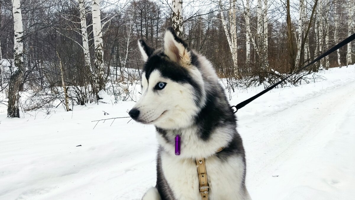 Хаски по имени Мани