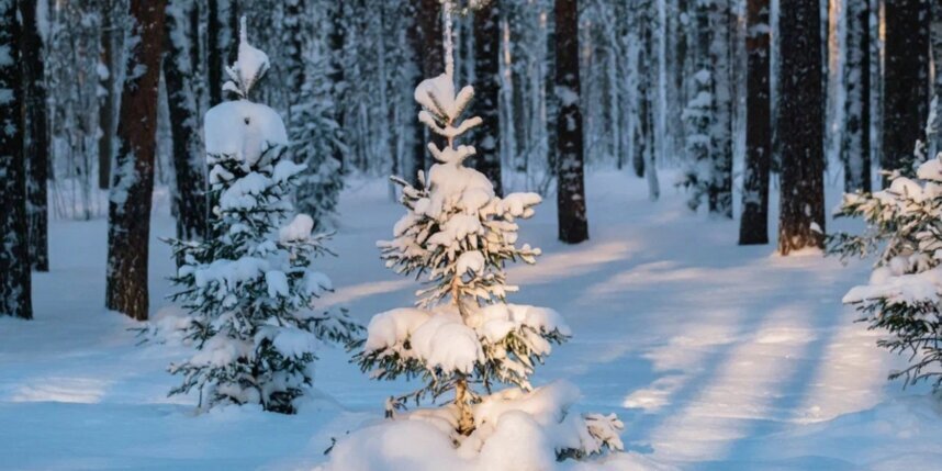    Алёна Бобрович.