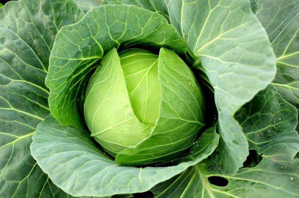 Лучшие сорта капусты на зиму. Капуста белокочанная стряпуха. Капуста засолочная королева. Капуста сорт засолочный f1. Капуста для засолки лучшие сорта.