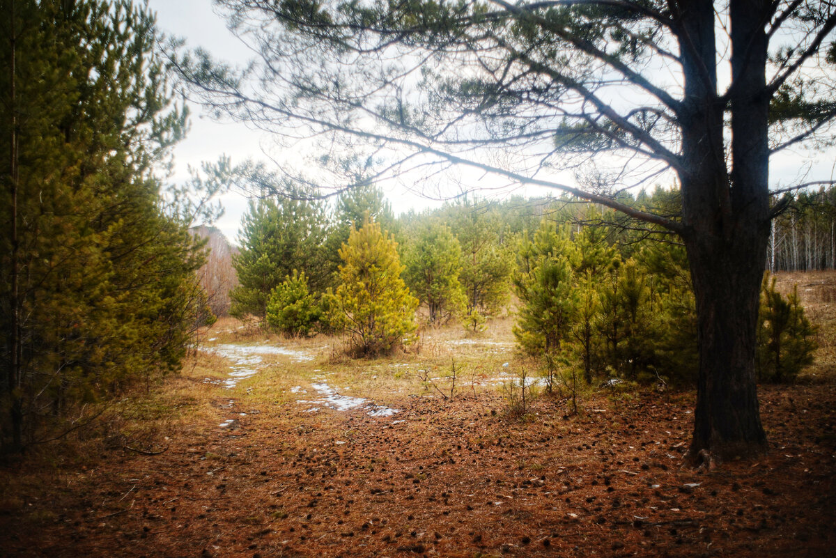 Nikon Z5 + Мир-1В 37мм F1:2.8. Фото автора. 