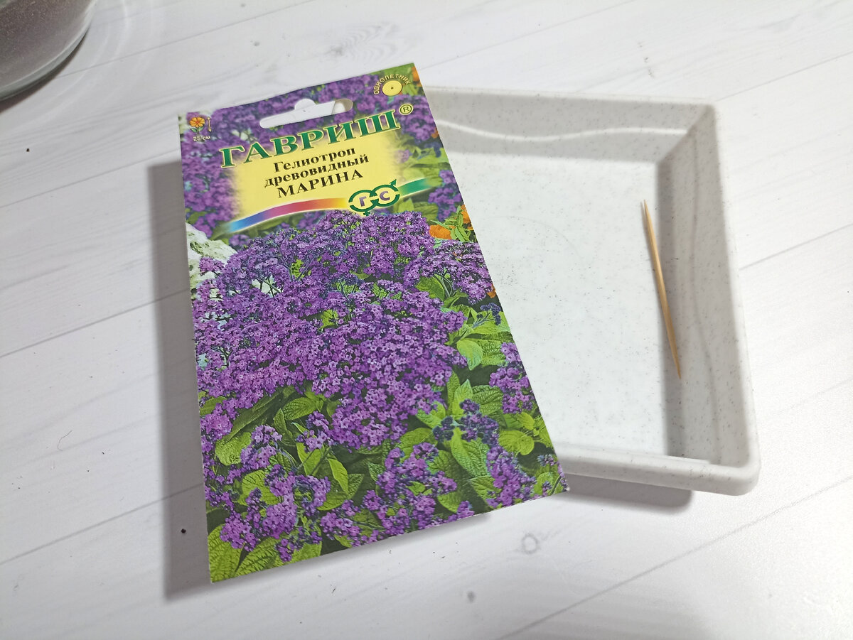 Яркий, ароматный гелиотроп... Пока в мечтах и осторожных планах