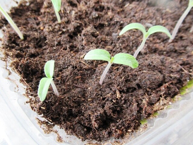 посев семян томатов. рассада помидор всходы. посев томатов на рассаду. как посеять помидоры на рассаду. пикировка петунии.