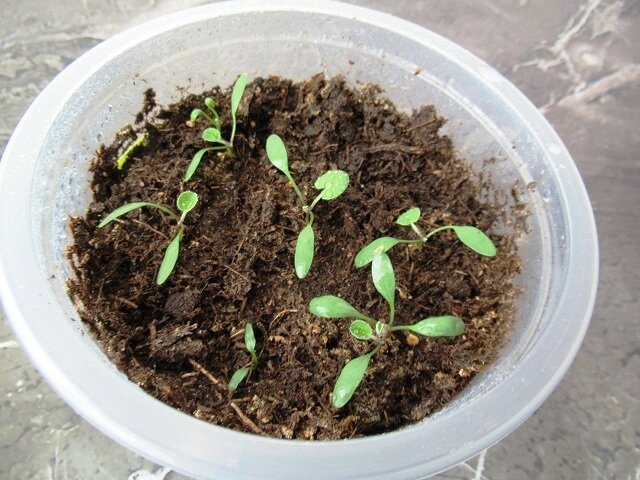 Дихондра, сеяла 12 февраля, появляются настоящие листочки, фот о автора