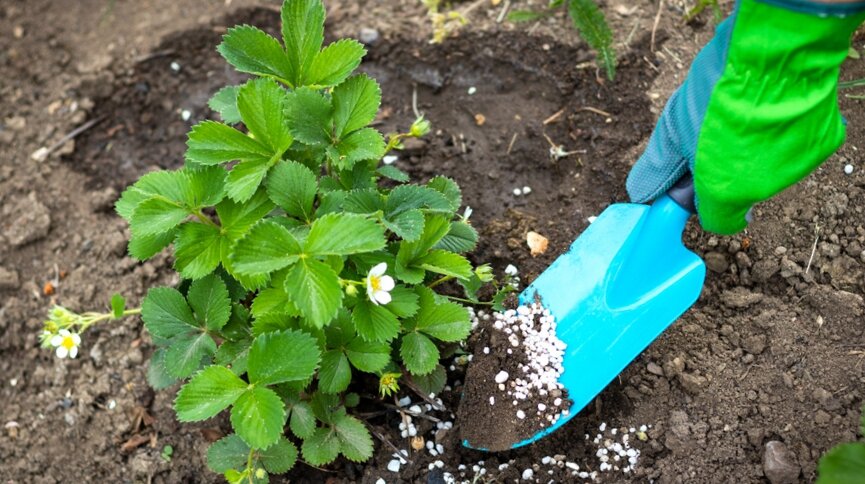Весенний уход за клубникой, всего несколько действий