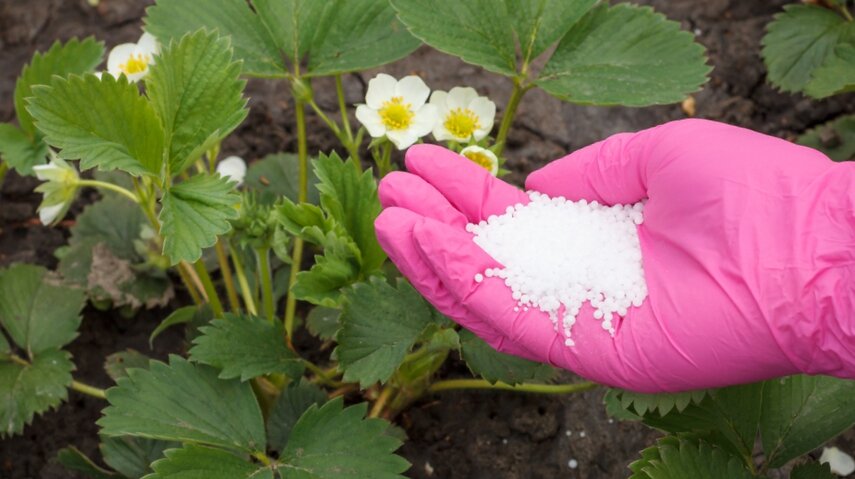 Весенняя подкормка клубники залог богатого урожая