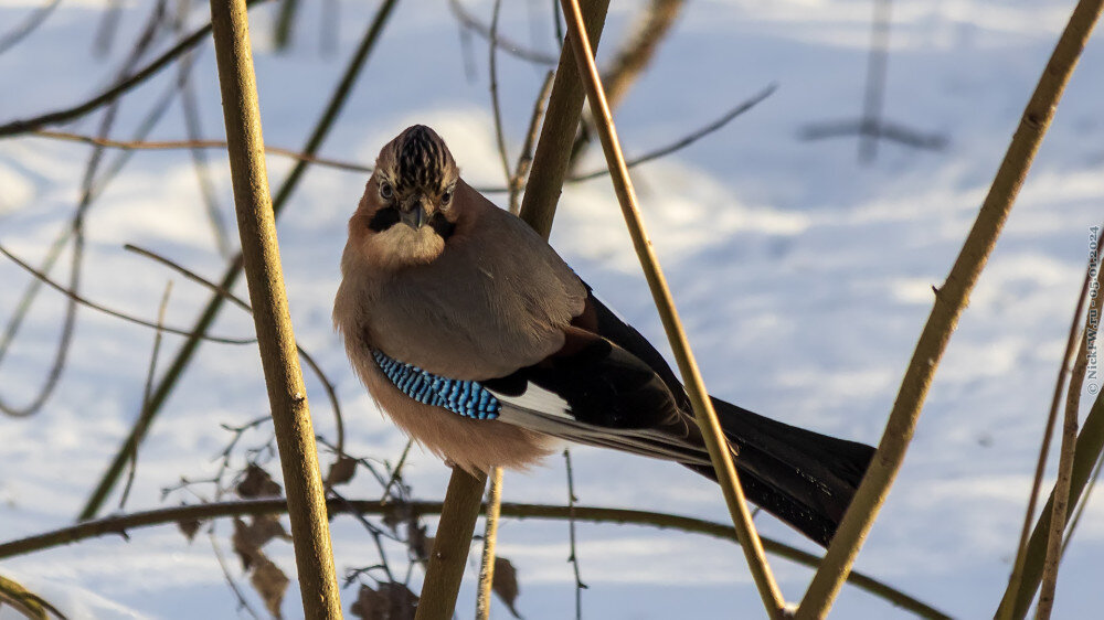 2. Сойка в Московском © NickFW.ru — 05.01.2024г.
