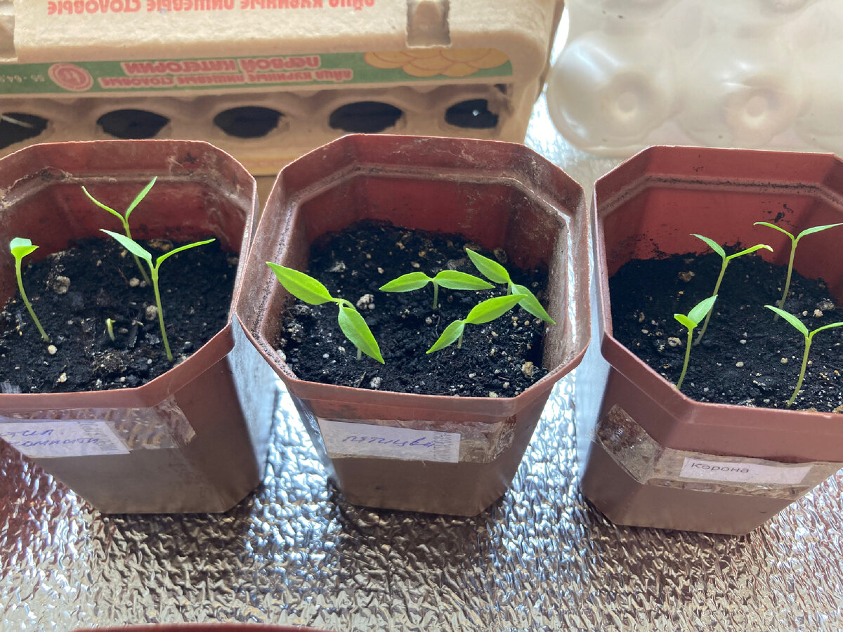 Трое из ларца, на заднем плане - яичные ячейки, отделяющие холодное стекло и горечавки от теплой комнаты