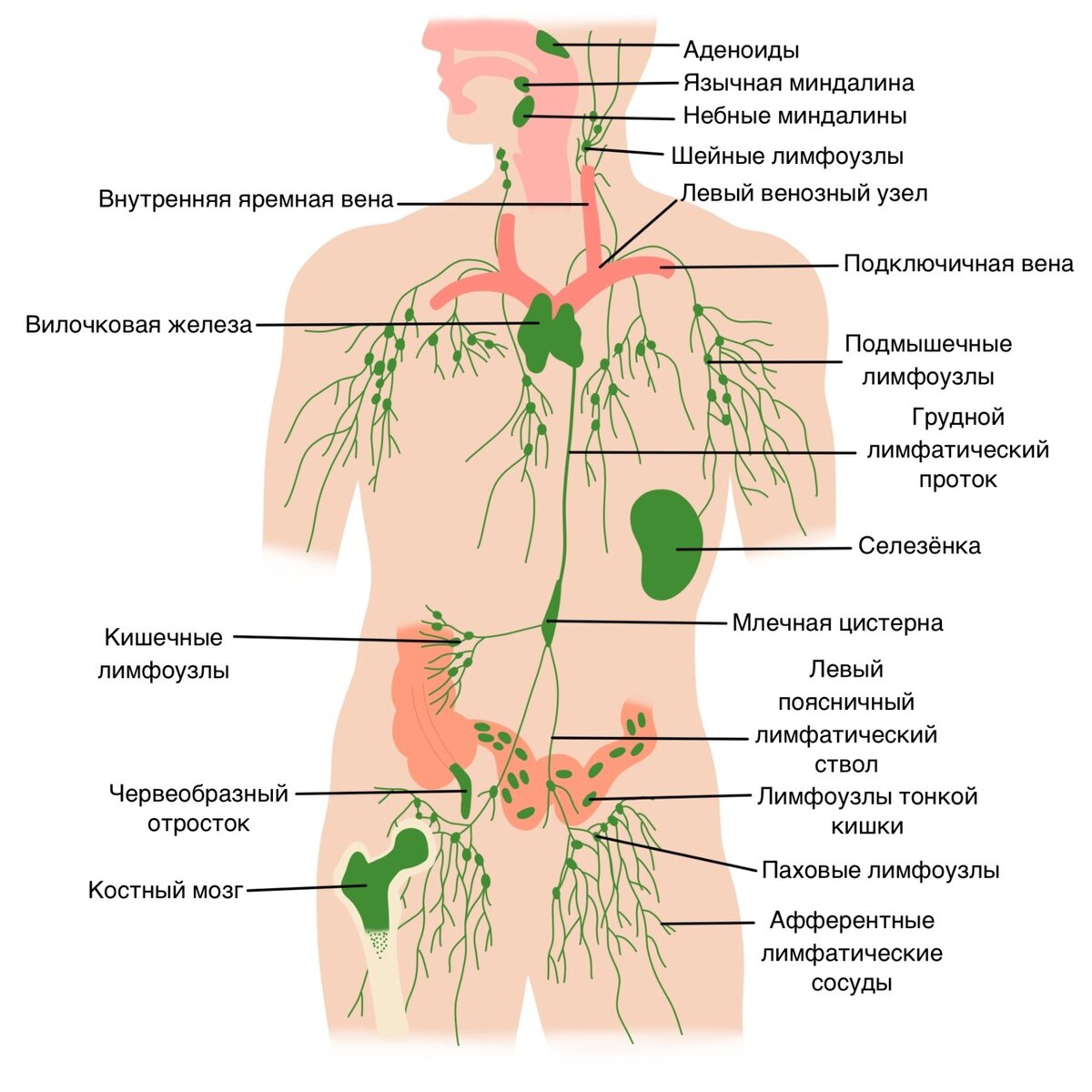 Расположение лимфатических узлов фото. Лимфатическая система человека схема. Схема лимфатической системы человека анатомия расположения. Лимфатическая система анатомия человека картинки. Лимфатическая система женщины схема.