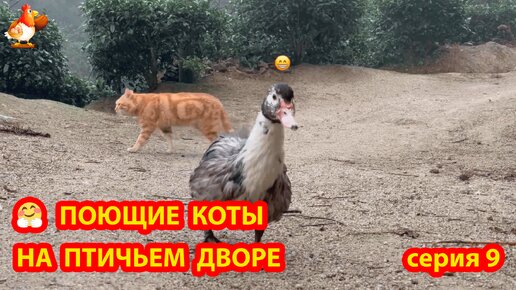 Крутые Коты на птичьем дворе часть 9 🤗 Природа Абхазии и красивое подворье с птицами и животными 🥰