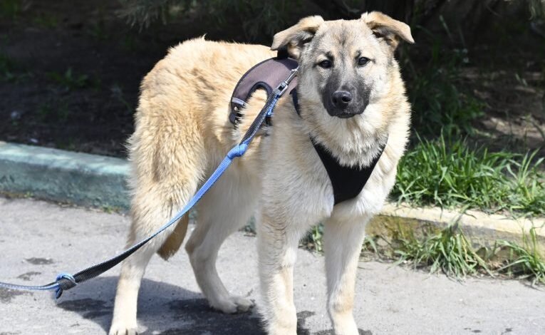 Фото Миффи еще в Кожуховском приюте. Ей здесь всего 8 месяцев.