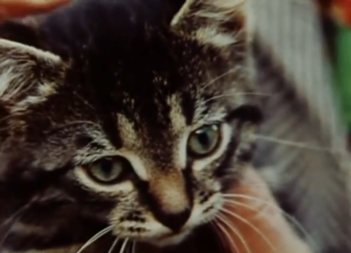 кадр из фильма "Котёнок"