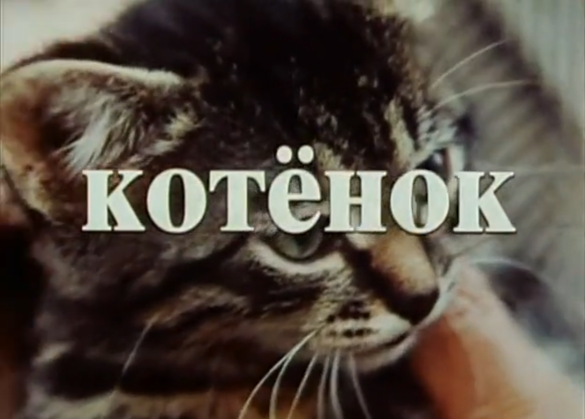Сегодня я хочу начать на канале рубрику "Советую посмотреть: фильмы о кошках". Фильмов о кошках, кстати, до обидного мало.-2-2