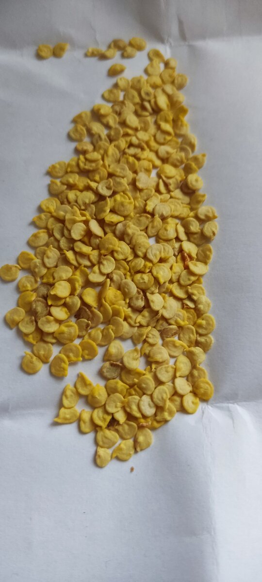 Семена сладкого перца, заботливо собранного и высушенного осенью. 